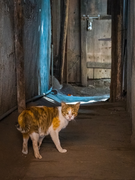 Indian street cat in an alley in the urban city of Pune in Maharashtra, India