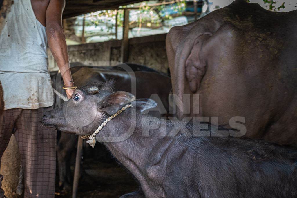 Indian buffalo calf being removed from her mother by worker at urban Indian buffalo dairy farm or tabela, Pune, Maharashtra, India, 2021