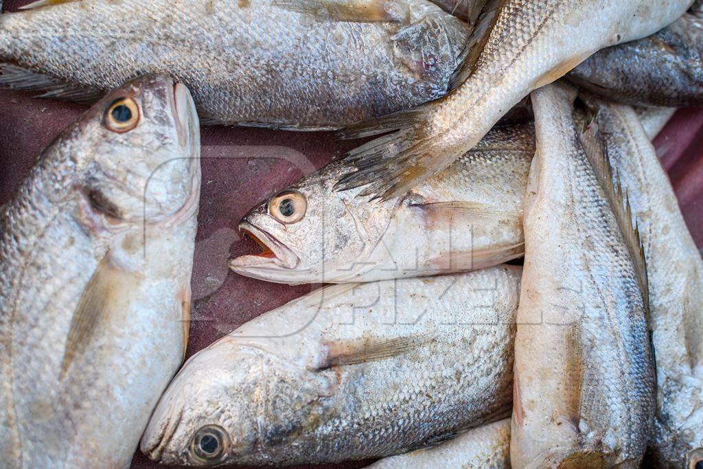 Dead Indian fish on sale at Malvan fish market on beach in Malvan, Maharashtra, India, 2022