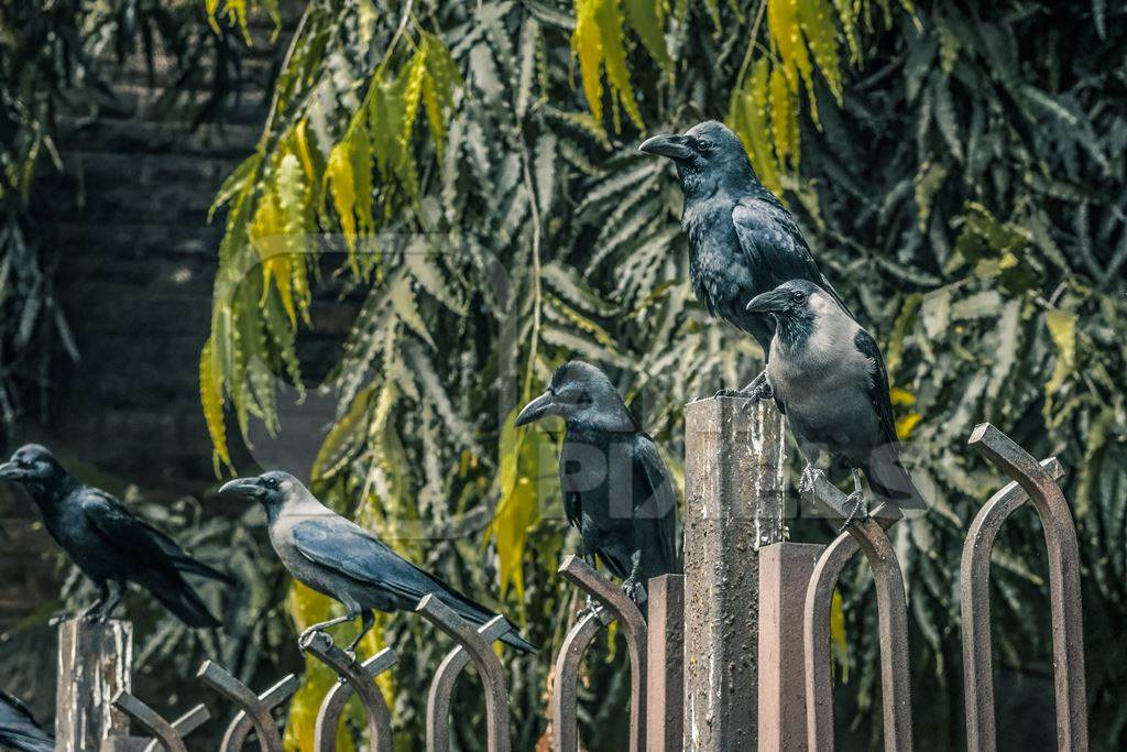 Indian jungle crows Corvus culminatus and Indian house crows Corvus splendens on fence in city of Pune, Maharashtra, India, 2021