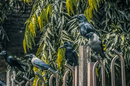 Indian jungle crows Corvus culminatus and Indian house crows Corvus splendens on fence in city of Pune, Maharashtra, India, 2021