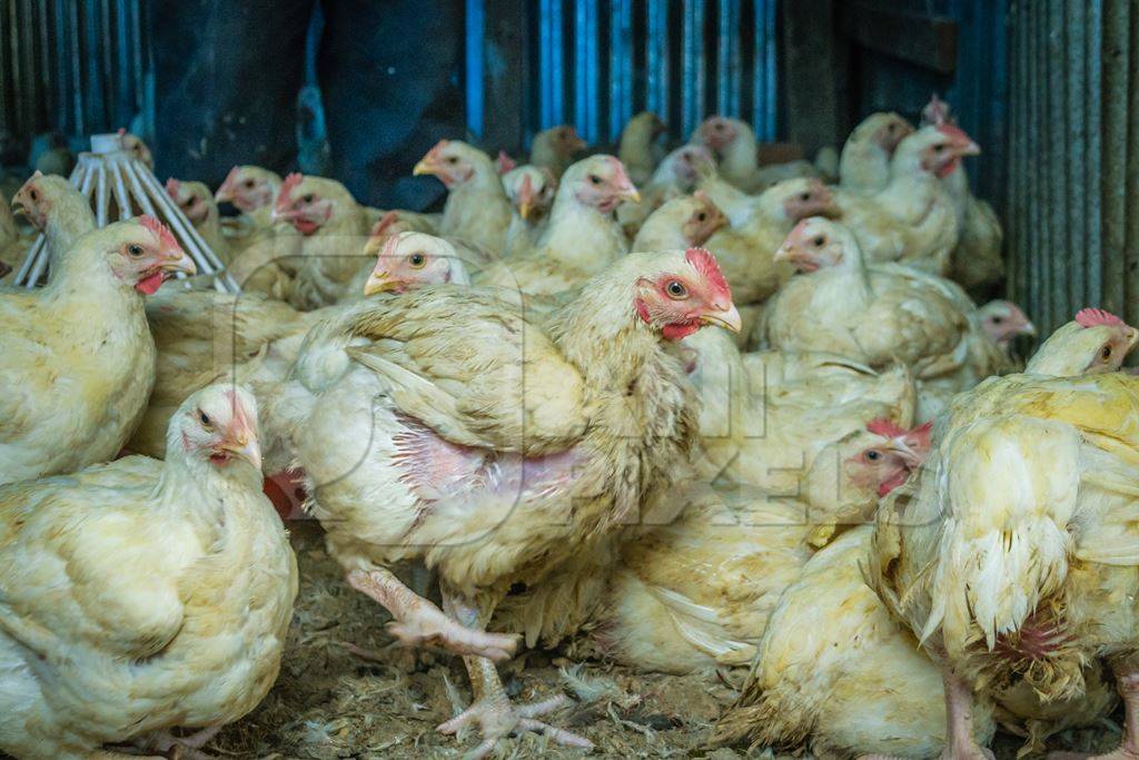 Chickens in a pen on sale for meat at a chicken shop at a market