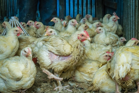 Chickens in a pen on sale for meat at a chicken shop at a market