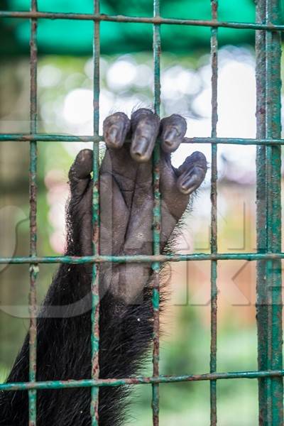 Close up of hand of Lion tailed macaque monkey held captive in a barren cage in captivity at Thattekad mini zoo