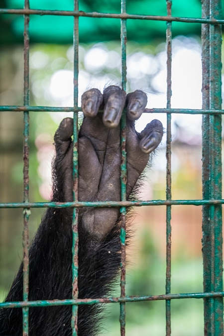 Close up of hand of Lion tailed macaque monkey held captive in a barren cage in captivity at Thattekad mini zoo