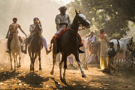 Horse in a horse race at Sonepur cattle fair with spectators watching