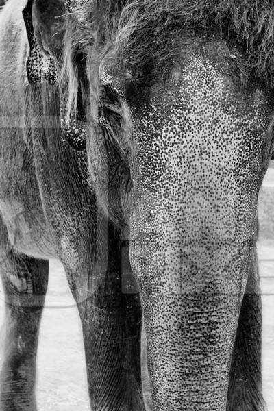 Close up of trunk of elephant in black and white