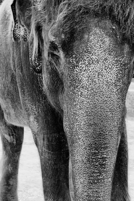 Close up of trunk of elephant in black and white