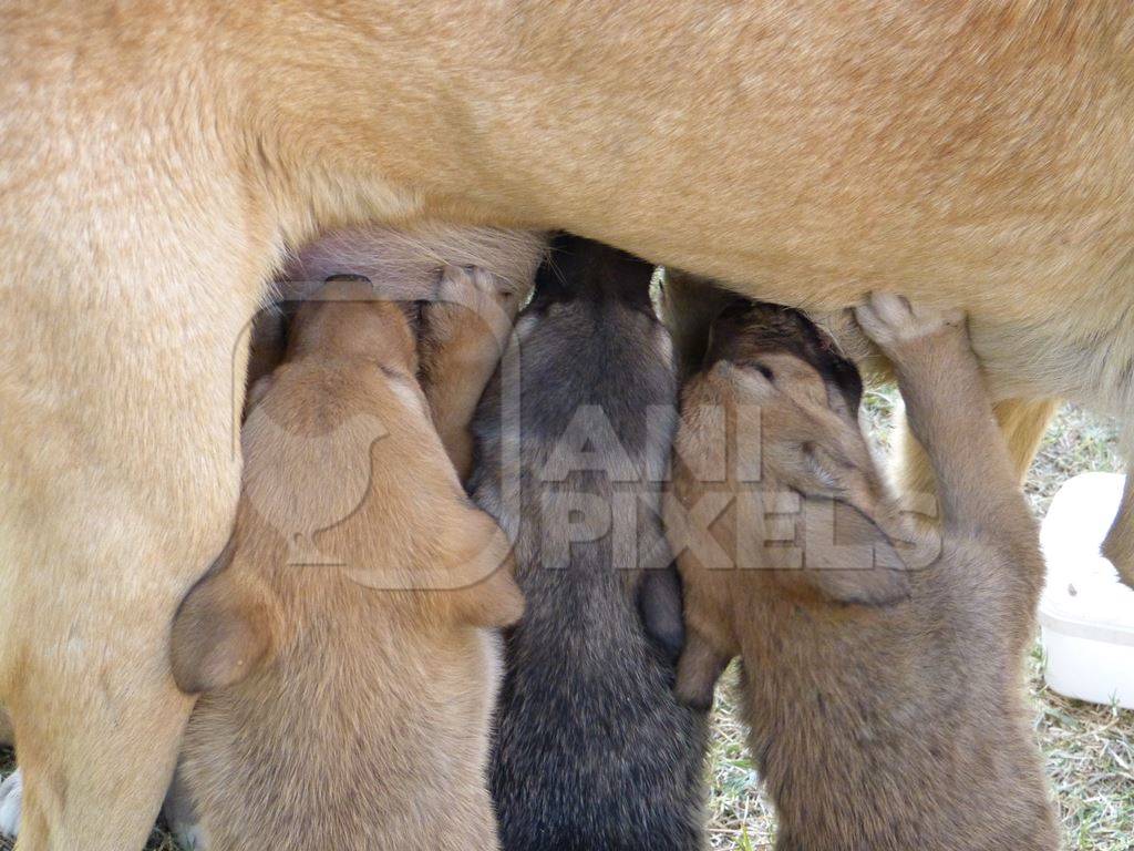 Brown puppies suckling drinking milk from mother dog