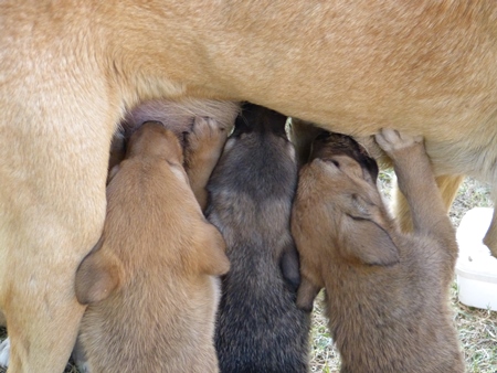 Brown puppies suckling drinking milk from mother dog