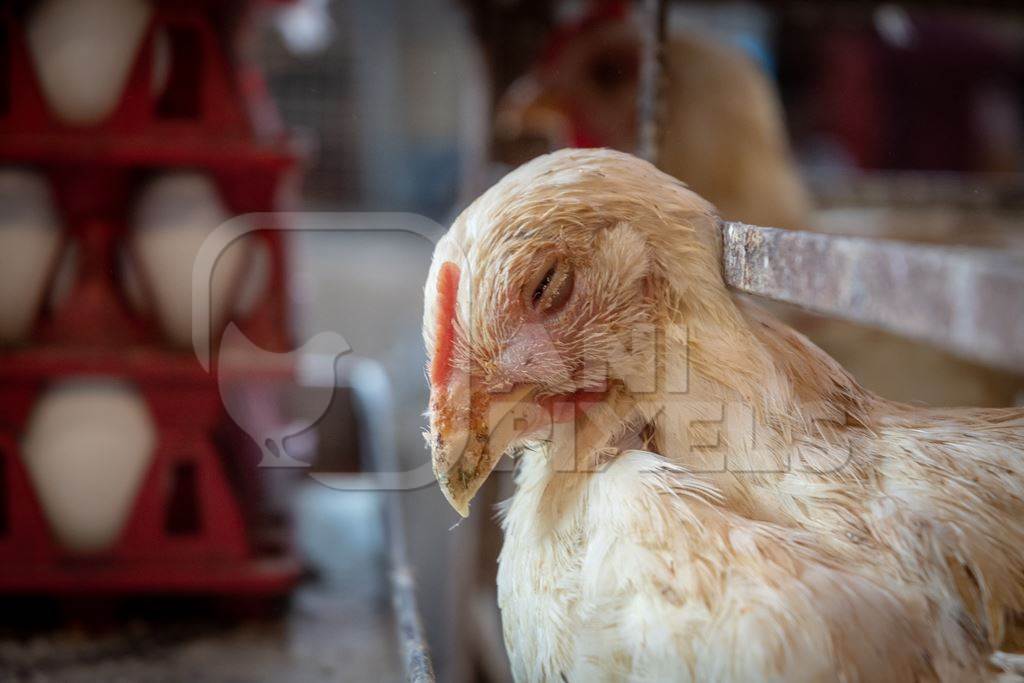 Sick white chicken reaching through the bars of a cage next to crate of eggs at poultry meat market