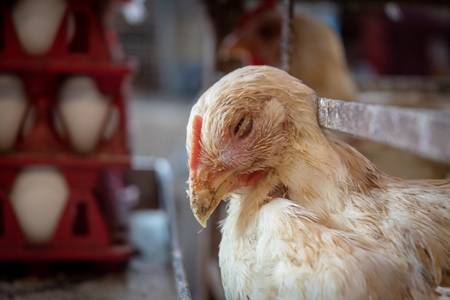 Sick white chicken reaching through the bars of a cage next to crate of eggs at poultry meat market