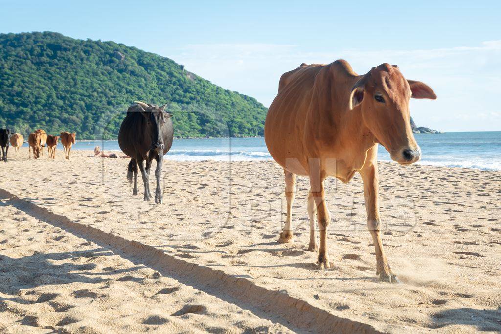 Many cows on the beach in Goa, India