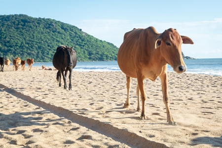 Many cows on the beach in Goa, India