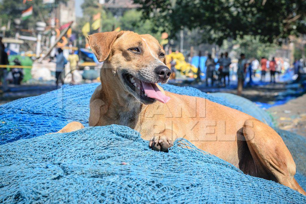 Stray street dog lying on blue fishing net at harbour