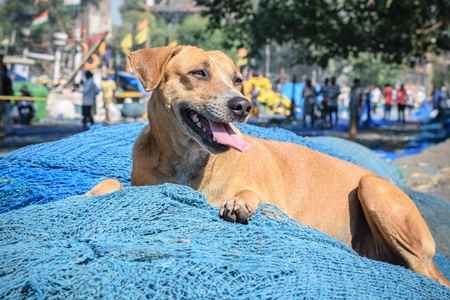 Stray street dog lying on blue fishing net at harbour
