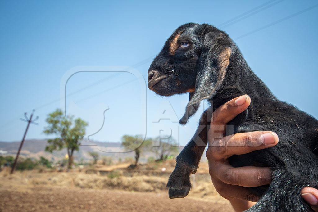 Person holding small cute baby Indian goat with blue sky background in rural Maharashtra, India