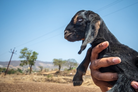 Person holding small cute baby Indian goat with blue sky background in rural Maharashtra, India
