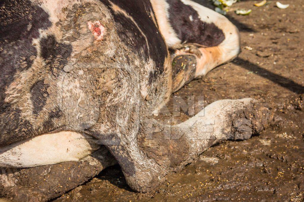 Dairy cow lying in a dirty stall in an urban dairy