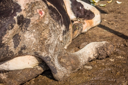 Dairy cow lying in a dirty stall in an urban dairy