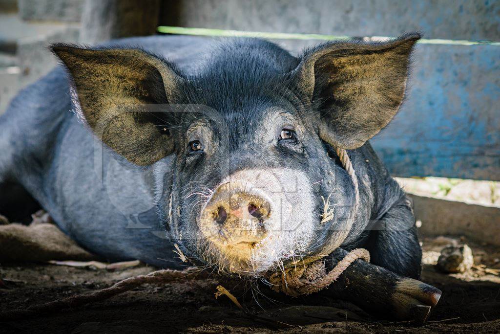 Pig in pig pen on rural farm in Manipur