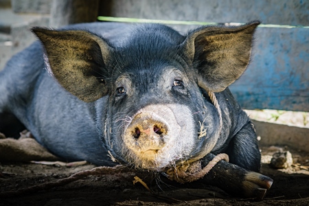 Pig in pig pen on rural farm in Manipur