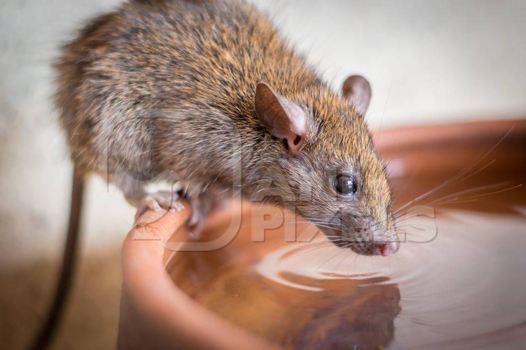 Urban rat in Karni Mata rat temple in Bikaner in India