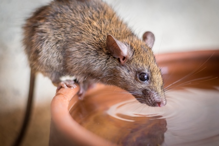 Urban rat in Karni Mata rat temple in Bikaner in India