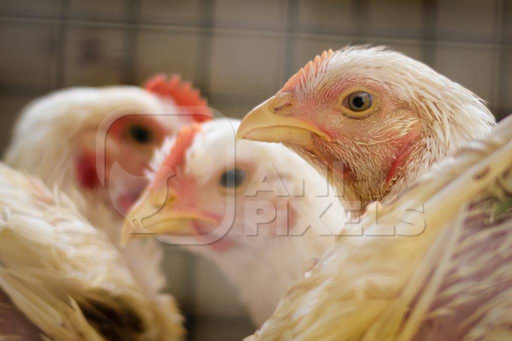 Broiler chickens packed into a cage at a chicken shop