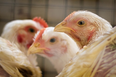 Broiler chickens packed into a cage at a chicken shop