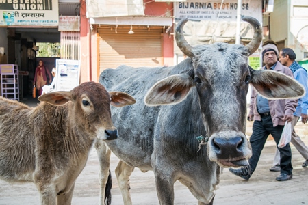Street cows on street in Bikaner in Rajasthan