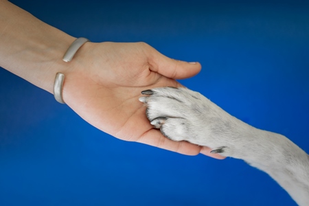 Person or human holding paw of cute pet dog in hand with blue background