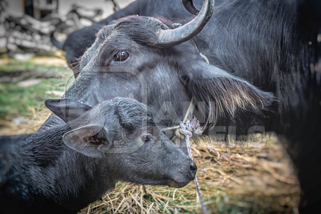 Mother buffalo licking small baby buffalo calf at Sonepur cattle fair