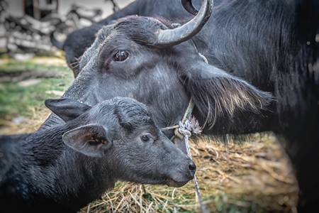 Mother buffalo licking small baby buffalo calf at Sonepur cattle fair