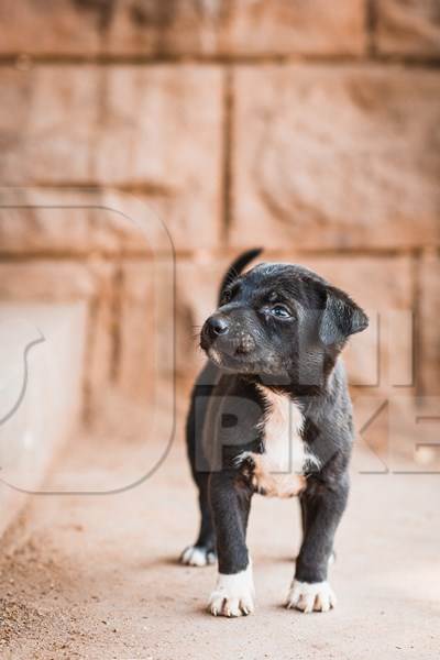 Small cute Indian street puppy dog or Indian stray pariah puppy dog, Jodhpur, Rajasthan, India, 2022