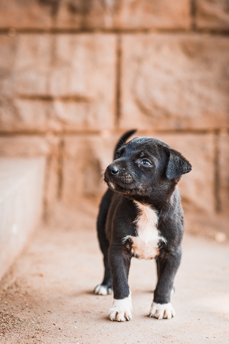 Small cute Indian street puppy dog or Indian stray pariah puppy dog, Jodhpur, Rajasthan, India, 2022
