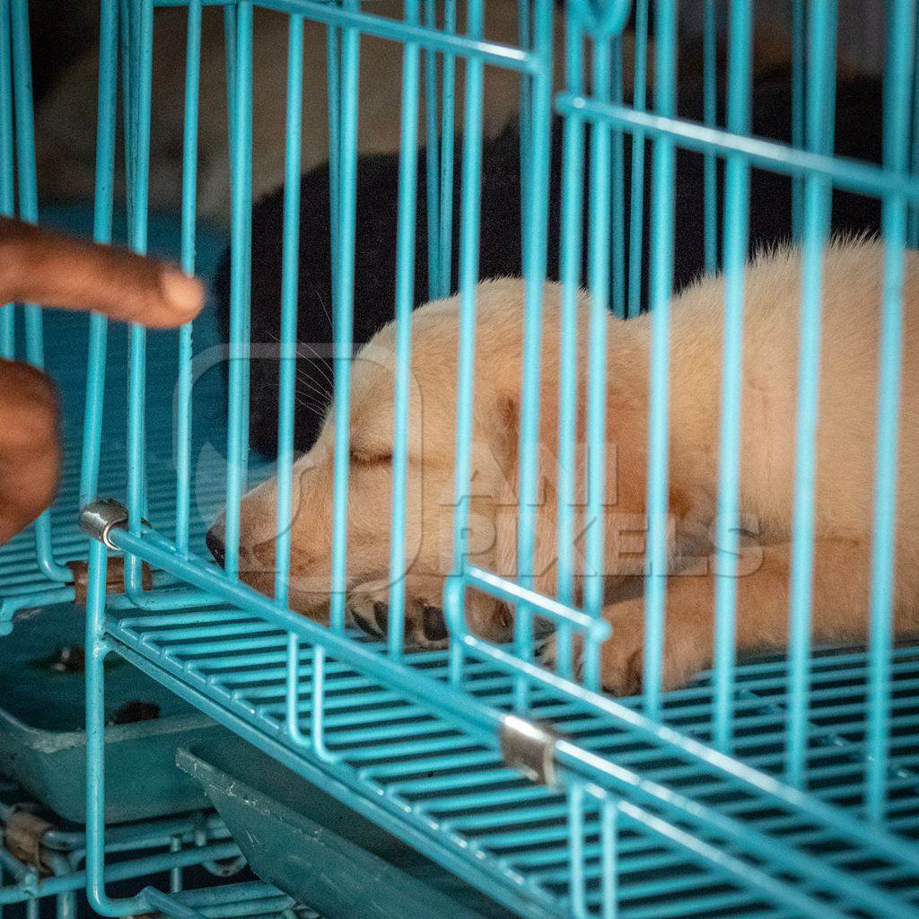 Pedigree breed puppies in cage on sale at Crawford pet market in Mumbai