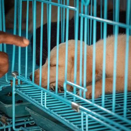 Pedigree breed puppies in cage on sale at Crawford pet market in Mumbai