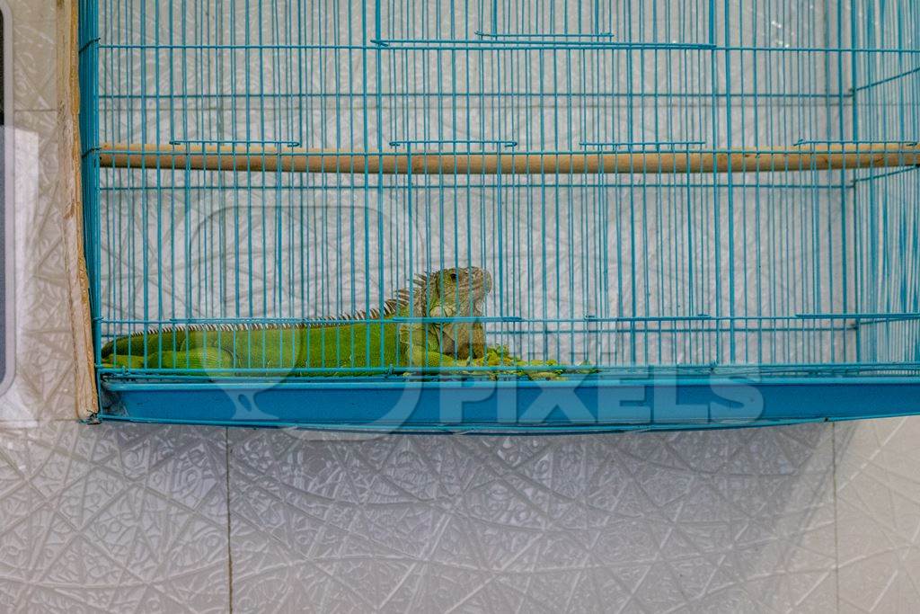 Iguana in cage on sale at Crawford pet market in Mumbai