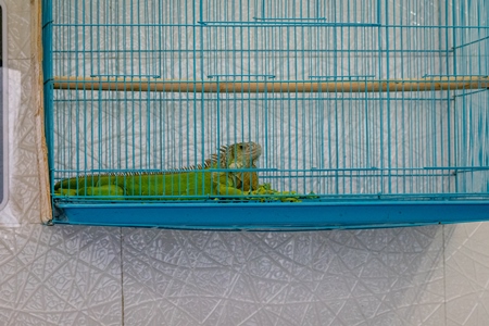 Iguana in cage on sale at Crawford pet market in Mumbai