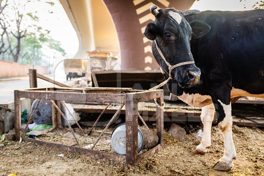 Indian dairy cow on an urban tabela in the divider of a busy road, Pune, Maharashtra, India, 2024