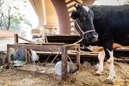 Indian dairy cow on an urban tabela in the divider of a busy road, Pune, Maharashtra, India, 2024