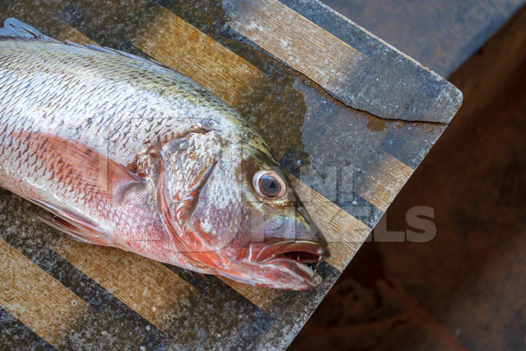 Fish on sale at a fish market near Arambol beach in Goa