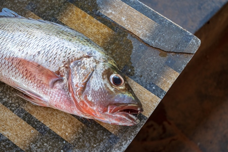 Fish on sale at a fish market near Arambol beach in Goa