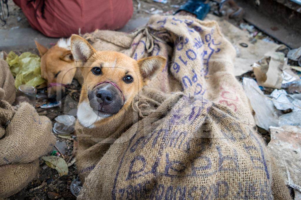 Dogs tied up in sacks waiting to be butchered and sold as meat at a dog market