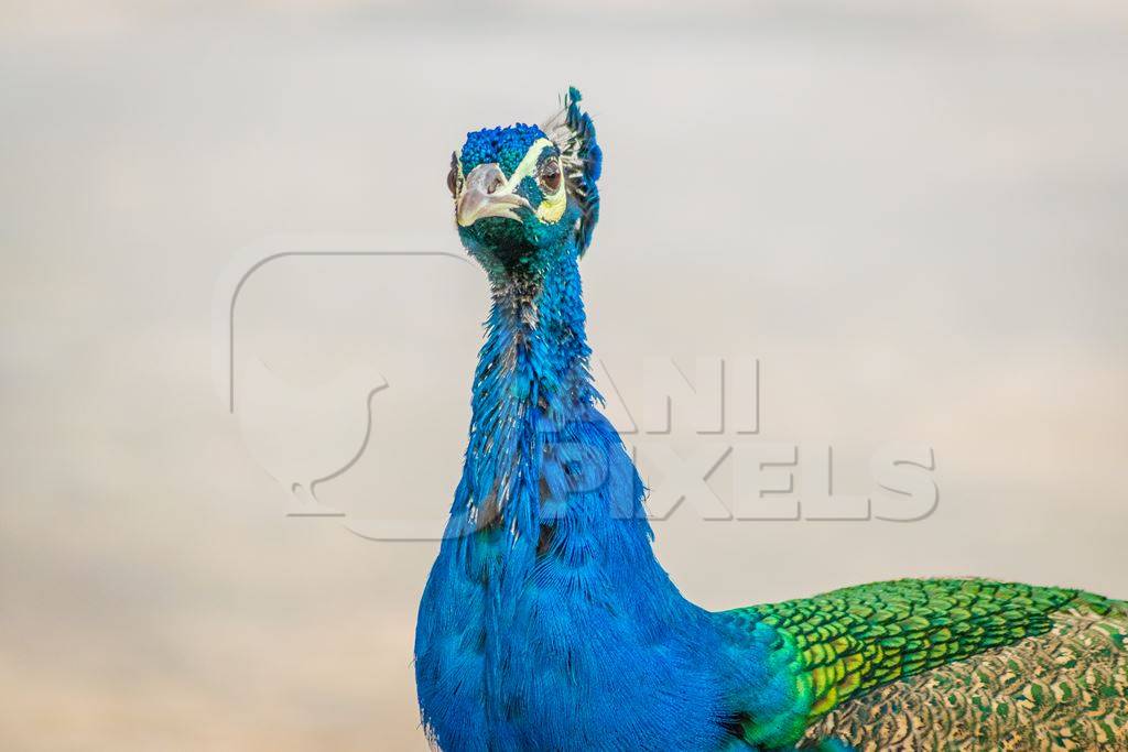 Photo of beautiful blue Indian peacock bird, national bird of India in Bikaner in Rajasthan in India