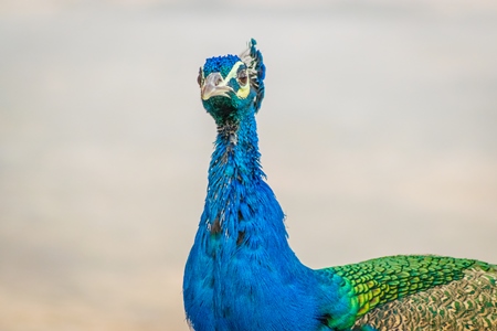 Photo of beautiful blue Indian peacock bird, national bird of India in Bikaner in Rajasthan in India