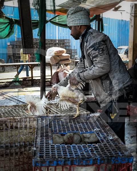 Worker handling Indian broiler chickens from crates at Ghazipur murga mandi, Ghazipur, Delhi, India, 2022