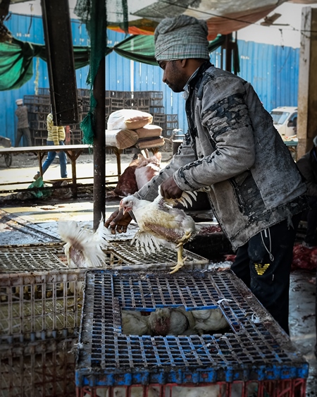 Worker handling Indian broiler chickens from crates at Ghazipur murga mandi, Ghazipur, Delhi, India, 2022