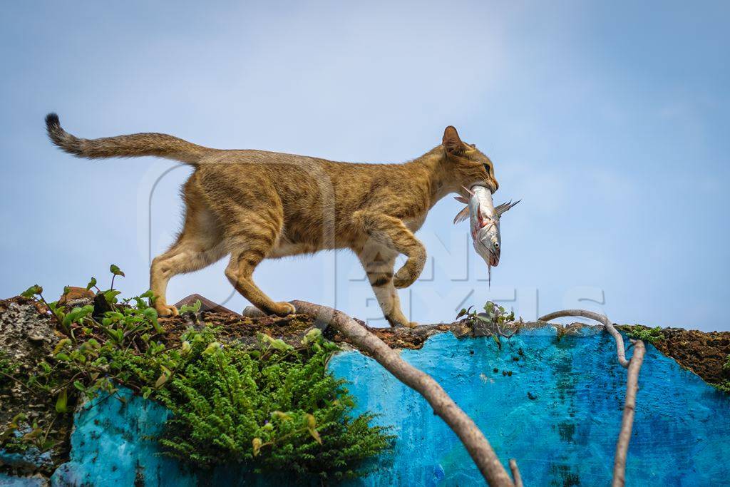 Street cat at Kochi fishing harbour in Kerala with fish in mouth